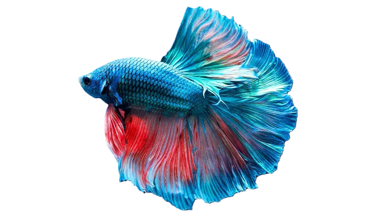 Betta Fish